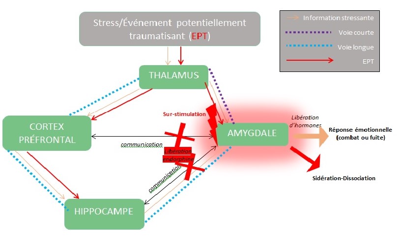 Schéma psychotraumatisme